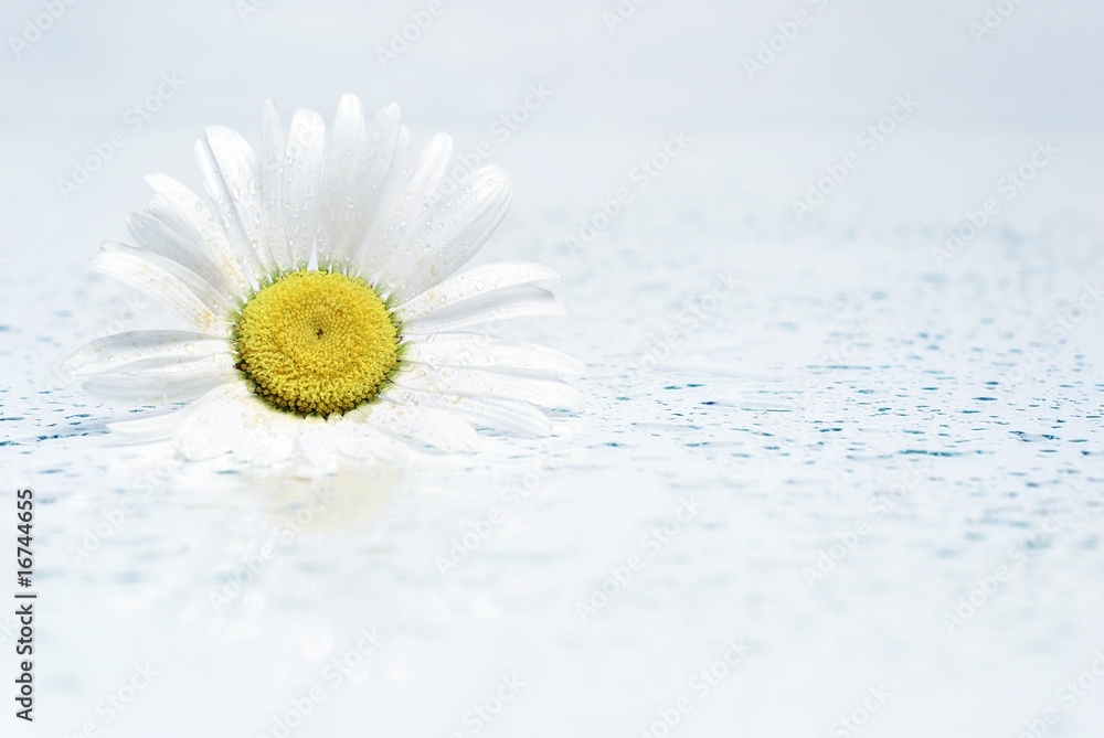 Canvas Prints camomile