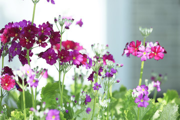Fototapeta premium 芝桜