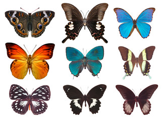 Fototapeta na wymiar Niektóre różne motyle na białym