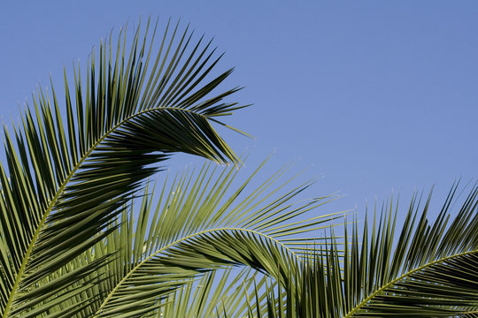 Fototapeta Palme