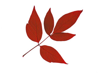 red leaf isolated