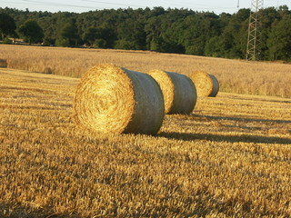 Ernte