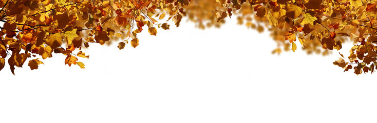 Blätter im Herbst - Panorama