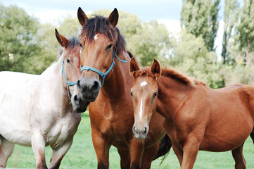 Obraz premium Horses