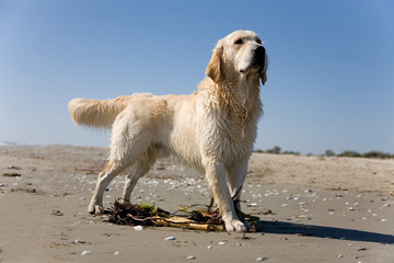 A cute purebreed golden retriever
