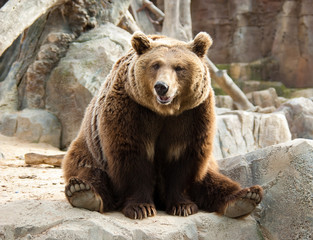 Obraz na płótnie Canvas Brown bear in a funny pose