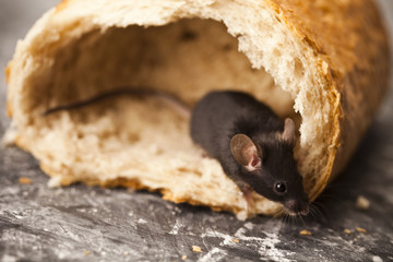 Bread and mouse