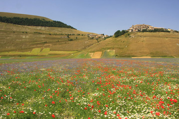 Castelluccio di Norcia. La bellissima Fioritura 2009