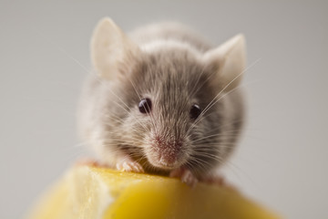 Funny mouse on the cheese