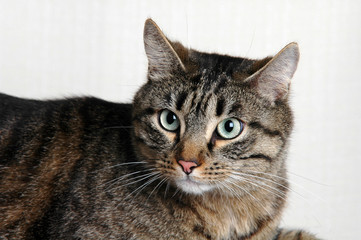 GATTO EUROPEO