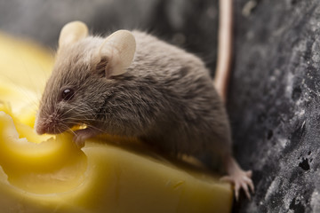 Close up on little mouse and cheese