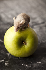 Green apple and mouse