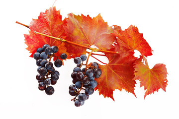 Isolated grapevine and blue grape
