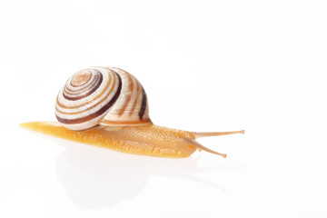 Snail isolated on white