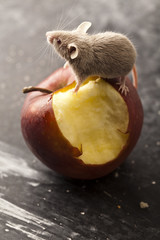 Red apple and mouse