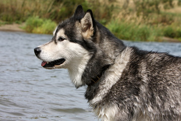 profil de la tete de l'alaskan malamute adulte au bord du lac