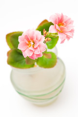 two pink flowers