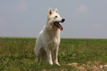 berger blanc suisse joyeux de trois quart regardant en l'air