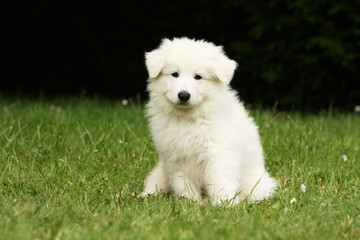 chiot berger blanc suisse assis de face l'air inquiet.curiosit&eacute;