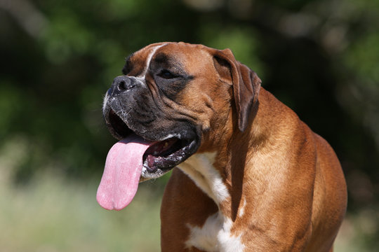 portrait d'un boxer adulte tirant la langue en plein &eacute;t&eacute;