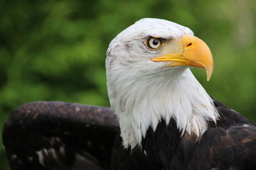 Weisskopfseeadler 6