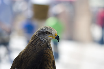 cabeza del águila