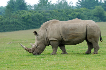 Obraz premium Rhinoceros