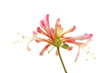 Honeysuckle