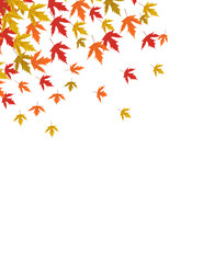 Autumn leaves vector illustration