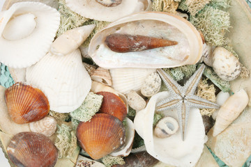 Sea shells