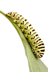 green caterpillar of swallowtail