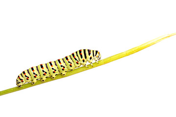 green caterpillar of swallowtail
