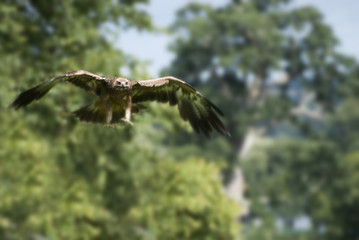 Flying golden eagle