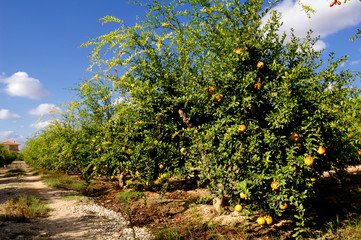 Fototapeta premium Pomegranate trees with fruits