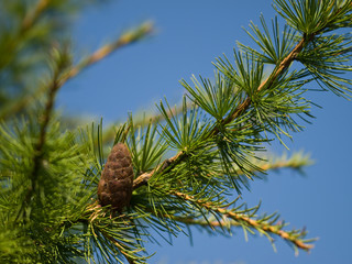 larch cone