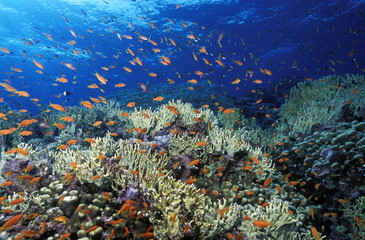 Fototapeta na wymiar Red Sea reef scenic