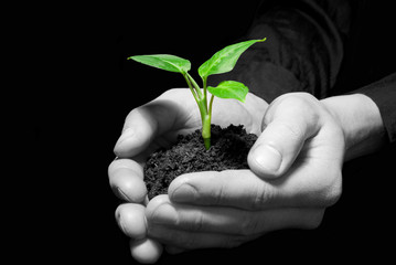 plant in hands