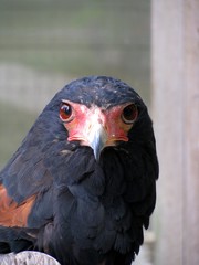 aigle