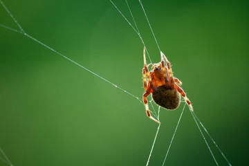 Barn Spider and Web
