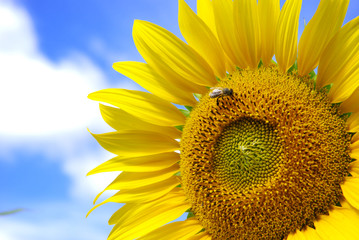 Big sunflower and sky