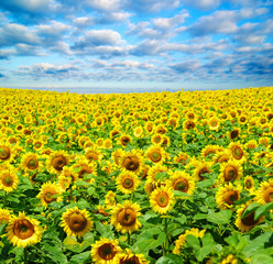 sunflower field