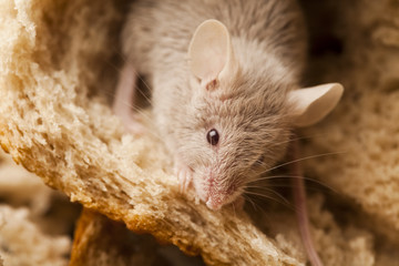 Mouse and bread