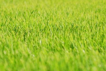 grass