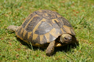 Turtle walking on grass