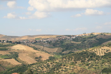 Fototapeta premium Ginestra in provincia di Potenza