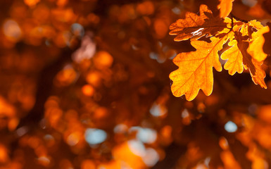 autumn leaves, very shallow focus