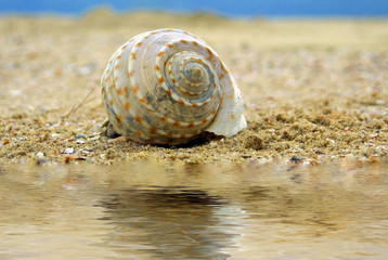 Fototapeta na wymiar Muszla na piaszczystej plaży