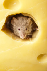 Rat
