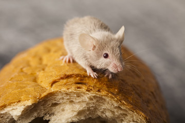 Mouse in a loaf