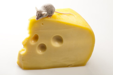 Little mouse and cheese